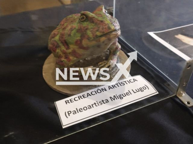 Picture shows the reconstruction of a new species of prehistoric amphibian, undated.  
It lived 100,000 years ago, the species inhabited the region during the Pleistocene in San Pedro, Argentina.   Note:  Licensed photo. (Museo Paleontologico Fray Manuel de Torres/Newsflash)