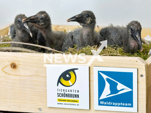 The northern bald Ibis chicks moved from the Rosegg zoo in Carinthia to the Schonbrunn zoo in April 2022.
Note: Press release photo(Daniel Zupanc/Newsflash).