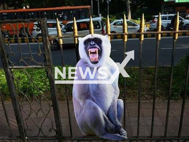 Picture shows a monkey cut-out in India, undated. They are put to deter rhesus monkeys ahead of a G20 summit in New Delhi, India. Note: Private photo. (Newsflash)