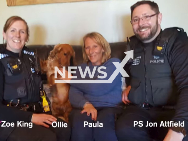 Ollie the cocker spaniel was reunited with his owners after being stolen in Rye.
Note: Police photo(Sussex Police/Newsflash).