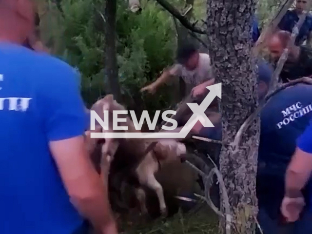 Rescuers help to pull out the calf that fell into a well in Ussuriysk, Russia, undated. The animal was taken out with the help of fire hoses and an assault ladder.Note: Picture is screenshot from a video. (@mchs_official/Clipzilla)