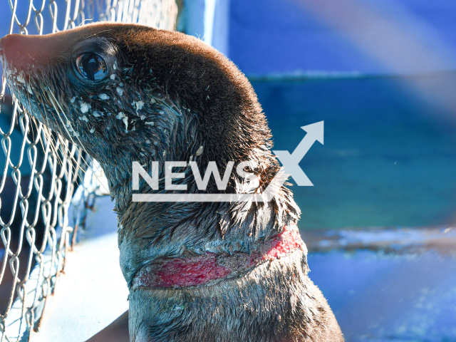 The  deep wound caused by a plastic band used for industrial-type packaging on the neck of a South American fur seal (Arctocephalus australis) in Villa Gesell, Argentina, in April, 2022. 
Note: Photo from press statment. (Fundacion Rescate Verdemar/Newsflash)