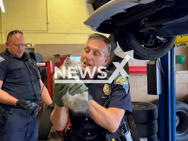 Photo shows Indiana State Police Officers rescuing a kitten. The animal climbed into the engine compartment of a patrol vehicle. Note: Picture is screenshot from a video. (@ISPSellersburg/Newsflash)