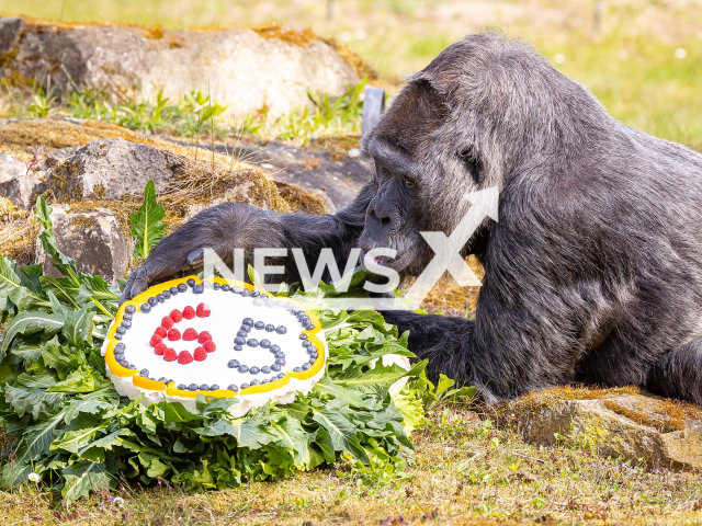 Fatou, the oldest female gorilla in the world, is celebrating her 65th birthday at Zoo Berlin, in Germany, in April, 2022.
Note: Photo from press statment. (Berlin Zoo/Newsflash)