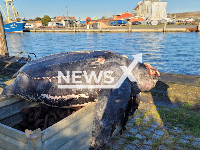 Image shows the giant leatherback sea turtle found floating in the North Sea, near the town of Buesum, Germany, undated photo. The species is listed as 'vulnerable' on IUCN's Red List of Threatened Species. Note: Private photo. (Newsflash)