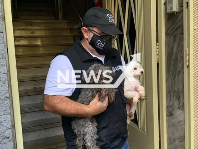 The City Police rescued 24 dogs of different breeds that were in poor health conditions in an illegal breeding centre set up in an apartment in the Caballito neighbourhood in Buenos Aires, Argentina, on 6th April 2022. Note: Picture is provided to us by the press office of the Buenos Aires City Police (Buenos Aires City Police/Newsflash)