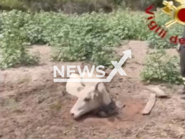 Photo shows the cow stuck in mud in Matera in Italy in September 2023. The animal was rescued with a helicopter.
Note: Photo is a screenshot from a video(@vigilidelfuoco/Clipzilla).