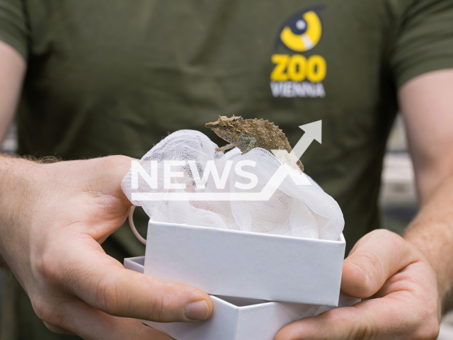 Image shows a Nguru pygmy chameleon, undated photo. The Schoenbrunn Zoo, in the city of Vienna, Austria, will build a new home for the smuggled reptiles in the spring of 2024. Note: Licensed content. (Daniel Zupanc/Newsflash)