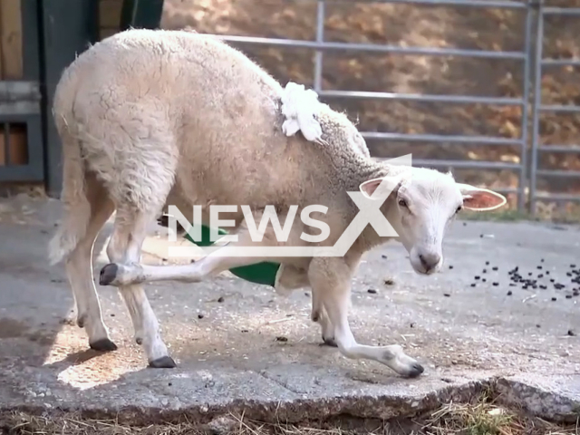 Image shows sheep Dolly that was born with six legs in the city of Leipzig, Germany, undated photo. One of its legs got removed during a recent operation at the Leipzig University Animal Clinic. Note: Photo is a screenshot from a video. (Newsflash)