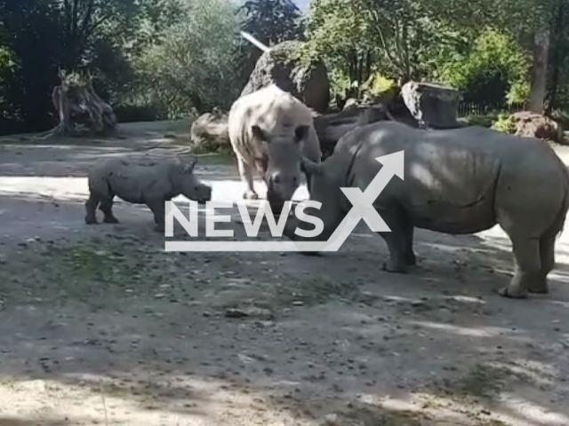 Image shows rhino Yeti, 30, (right) at the Salzburg Zoo, Austria, undated photo. A 33-year-old zookeeper was killed after a rhino attacked her in its enclosure at the zoo at around 6.55am on Tuesday, Sep. 12, 2023. Note: Photo is a screenshot from a video. (Newsflash)