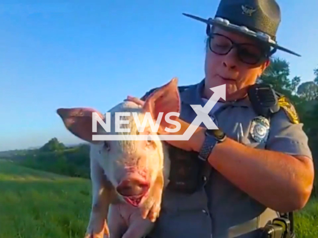 Piglet Pearl's safe passage on U.S. Route 35 in Ohio on the 5th of September, 2023. Note: This picture is a screenshot from the video. (Ohio State Highway Patrol/Clipzilla)