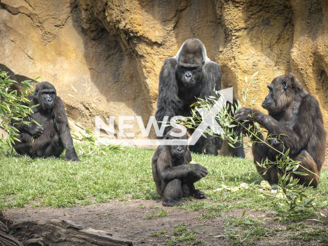 The celebration of the birthday of the gorillas Felix, 3, and Nalani, 16, in BIOPARC Valencia, in Spain, in April, 2022.
Note: Photo from press statement. (BIOPARC Valencia/Newsflash)