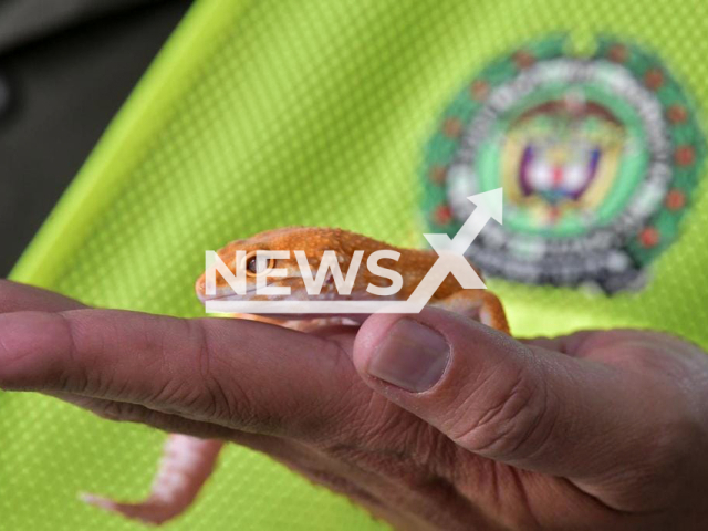 Some of the 1,004 animals of wild and exotic fauna recovered by police in Bogota, Medellin and Magangue, Colombia, in April, 2022.
Note: Police photo. (Policia Nacional de Colombia/Newsflash)