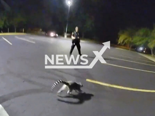 Two Springfield police officers responded to the report of a loose lemur on the road near Kimbrough and Woodland in Massachusetts, United States on 12 September 2023. Note: This picture is a screenshot from the video. (Springfield PD/Clipzilla)