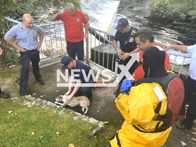 Wellesley police and Newton firefighters rescued a 7-year-old dog named Maggie from a fast-moving spillway off of the Charles River, Maggie had escaped her home in Wellesley, Massachusetts, United States on the 8th of September 2023. Note: this picture is a screenshot from the video. (Wellesley Police Department/Clipzilla)