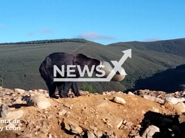 A brown bear struggles with its head trapped in a plastic drum in Anllares del Sil, Spain, Wednesday, Sept. 13, 2023. Rescuers used an anesthetic dart, removed the drum and released the animal. Note: Picture is screenshot from a video. (@naturalezacyl/Newsflash)