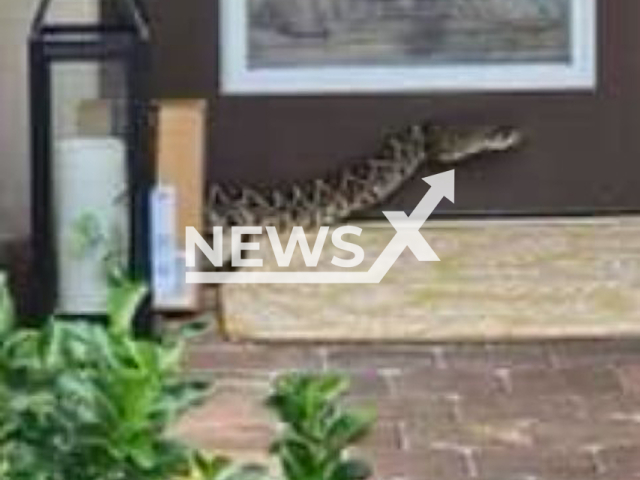 Photo shows the Eastern Diamondback Rattlesnake, undated. Amazon driver was bit during a package delivery in Palm City, Florida on Monday, September 18, 2023.
Note: Licensed photo(Martin County Sheriff's Office/Newsflash).