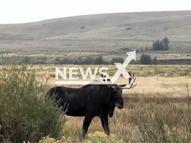 Wandering bull moose was captured and moved to a new habitat in northern New Mexico, United States on 12 September 2023 Note: is from New Mexico Department of Game and Fish9 (New Mexico Department of Game and Fish/Clipzilla)