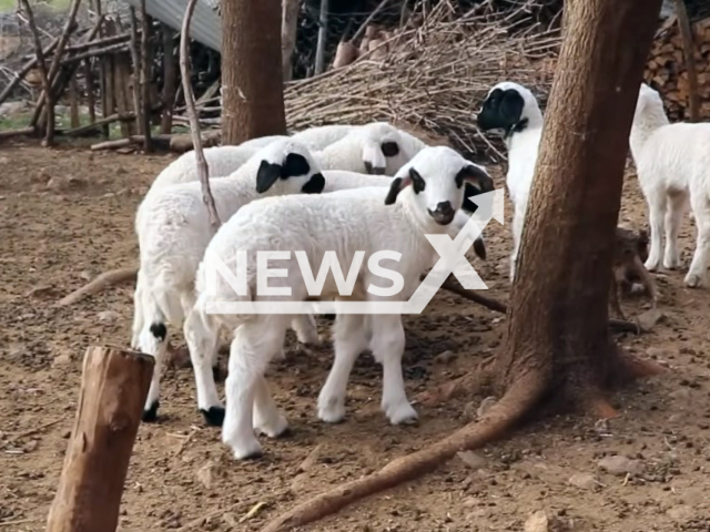 Photo shows illustrative image of sheep. Herd of sheep ate almost 100 kg. cannabis in Magnesia, Thessaly in Greece in September 2023.
Note: Photo is a screenshot from a video(Newsflash).