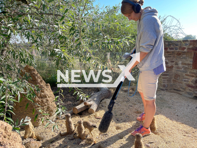 Image shows student Anja Diefenbacher studying the development of the calling repertoire in young meerkats, undated photo. The research takes place at the Zurich Zoo, Switzerland. Note: Licensed content. (Zurich Zoo, Nicole Schnyder/Newsflash)