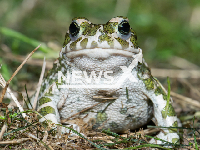 Image shows a green toad in the city of Vienna, Austria, undated photo. State authorities will create around 300 new small bodies of water across the country for the green toads. Note: Licensed content. (Daniel Zupanc/Newsflash)