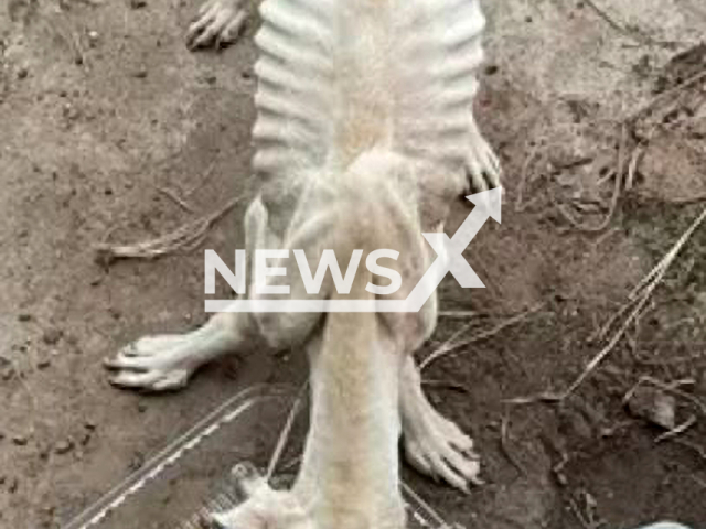 Three dogs were found by police  in a state of severe starvation, with visible ribs and difficulty with motion, in Ipora, Brazil, on 11th April. Note: Police photo. (Policia Civil de Ipora/Newsflash)