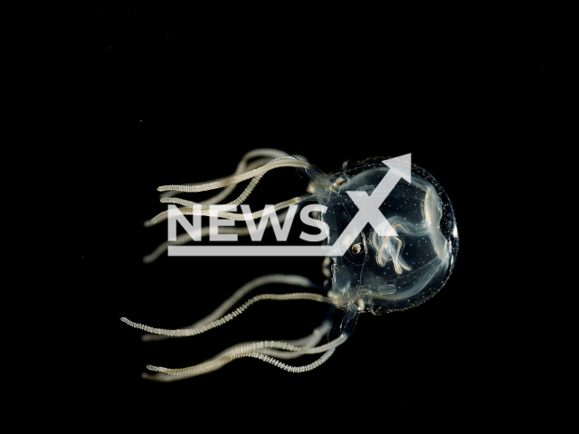 Image shows the Tripedalia cystophora jellyfish, undated photo. Research showed that it can learn despite having a simple nervous system. Note: Licensed content. (Jan Bielecki/Newsflash)