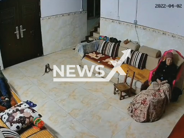 Two mice run around room apparently unnoticed by man and old woman in Guangxi, China. Note: Picture is a screenshot from a video (AsiaWire)