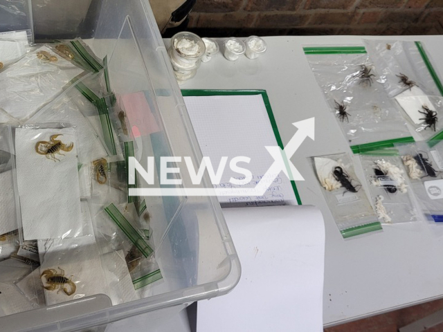 Image shows scorpions, undated photo. They were seized by customs in the city of Cologne, Germany. Note: Licensed content. (Cologne Main Customs Office/Newsflash)