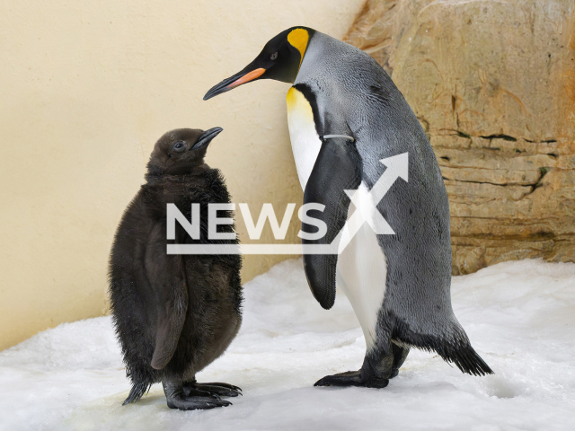 Image shows one of the two king penguin offspring, undated photo. They hatched at the Schoenbrunn Zoo, in the city of Vienna, Austria. Note: Licensed content. (Daniel Zupanc/Newsflash)