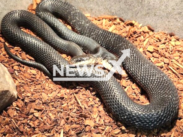 Picture shows a  two-headed western ratsnake, undated. The Shepherd of the Hills Conservation Center  will hold a birthday party in Branson, Missouri , USA, on Saturday,  Oct. 7, 2023. Note: Government photo (Missouri Department of Conservation/Newsflash)