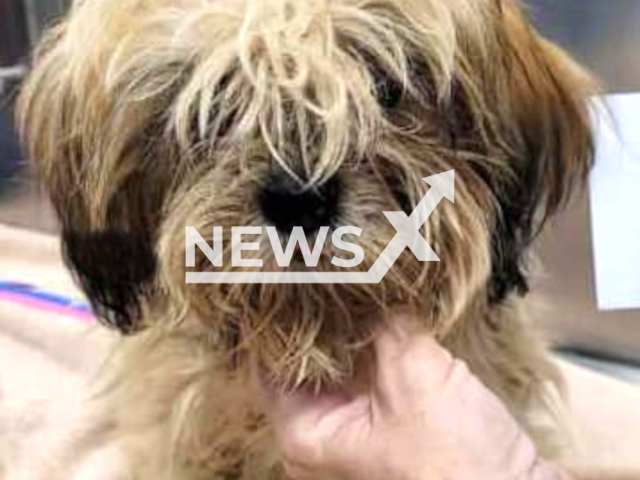 Photo shows a dog found near the corner of Cove Road and Ault Avenue in the city of Stuart in Martin Country, Florida, USA, undated. Deborah Perez turned herself in to police after deputies say she dumped nine dogs in mid-September, abandoning them to fend for themselves. Note: Photo is from the Martin County Sheriff's Office (@Martin County Sheriff's Office/Newsflash)