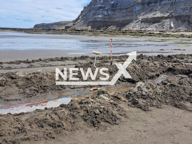 Picture shows a scientist to examine the footprints found in Caleta de los Loros y Pozo Salado, Argentina, undated. The analysis of the footprints confirmed that its age is 8 million years, belonging to the Late Miocene era in which the dinosaurs were extinct and it was given the scientific name Rionegrina pozosaladensis. Note: Government photo. (Gobierno de Rio Negro/Newsflash)