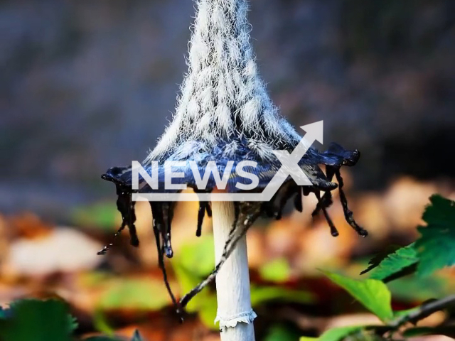 An animation of a mushroom. Note: Picture is a screenshot from a video (@luke_penry.exr/Newsflash)