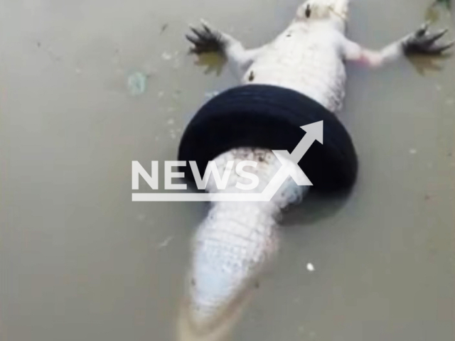 Picture shows dead alligator trapped inside a tire, in Rio di Janeiro, Brazil, undated. A fisherman found the animal.  Note: Private photo. (Newsflash)