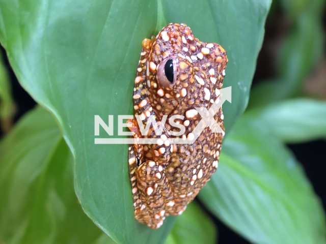 Image shows a young Wallace's flying frog, undated photo. A study from the University of Vienna, Austria, showed that the species camouflages as faeces to avoid being eaten by predators. Note: Licensed content. (Daniel Zupanc/Newsflash)