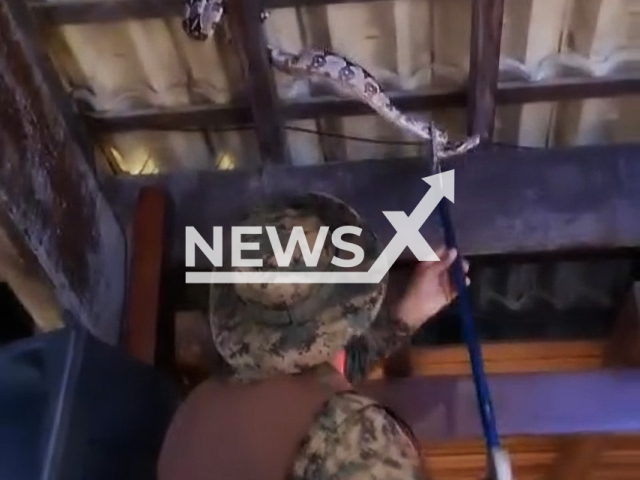 A military police officer rescues a snake from a restaurant roof in Salvador, Bahia in Brazil, Wednesday, Oct. 11, 2023. The officer was not injured in the action. Note: Picture is screenshot from a video. (@coppa.pmba.oficial/Newsflash)