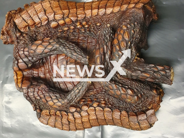 Photo shows Armadillo Girdled Lizard meat that was caught at Stuttgart Airport on Tuesday, October 17, 2023. A man, 34, from Cameroon tried to smuggle four kilos of the exotic animals. Note: Licensed photo. (Hauptzollamt Stuttgart/Newsflash)