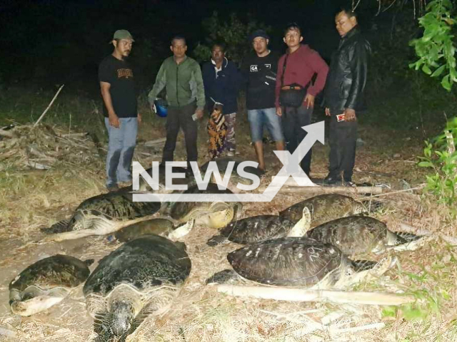 Photo shows turtles, undated. Indonesian police seized a boat carrying 11 turtles and the perpetrator carrying protected animals in the waters of Gilimanuk, Melaya District, Jembrana Regency in Bali, Tuesday, Oct. 17, 2023. Note: Picture is private (Newsflash)