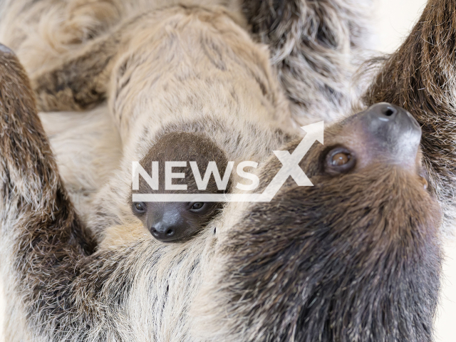 Photo shows a sloth cub born at Schoenbrunn Zoo in Vienna, Austria, with its mother, undated. The cub was born on Aug. 20, 2023, and was hidden in the mother's protective peritoneum. Note: Licensed photo (Daniel Zupanc/Newsflash)