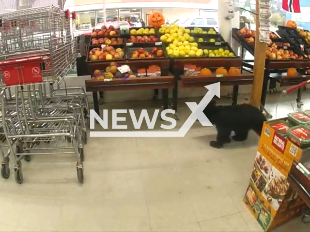 Picture shows a  bear cub in a store in Petersburg Alaska, USA, on Tuesday, Oct. 17, 2023. Police were called  when it was found wandering the produce aisle. Note: This picture is a screenshot from the video. (Petersburg Police Department/Newsflash)