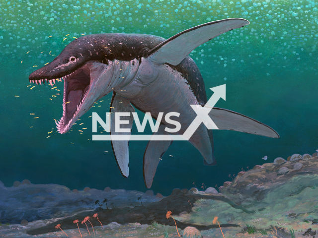 Image shows an illustration of the oldest megapredatory pliosaur, Lorrainosaurus, in the ancient Middle Jurassic sea, undated photo. It thrived in today's northern France 170 million years ago. Note: Licensed content. (Joschua Knueppe/Newsflash)