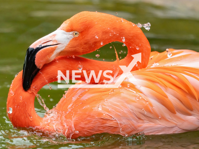 Photo shows American Flamingo in Zoo Vienna, undated. 13 flamingos were killed by wild fox in the Zoo on October 16, 2023.
Note: Licensed photo(Daniel Zupanc/Newsflash).