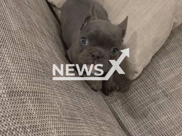 Ukrainian Foreign Minister Dmytro Kuleba adopted a cute puppy rescued in Mariupol, and he named it Marik. Note: Picture is a screenshot from a video (@dmytro_kuleba/Newsflash)