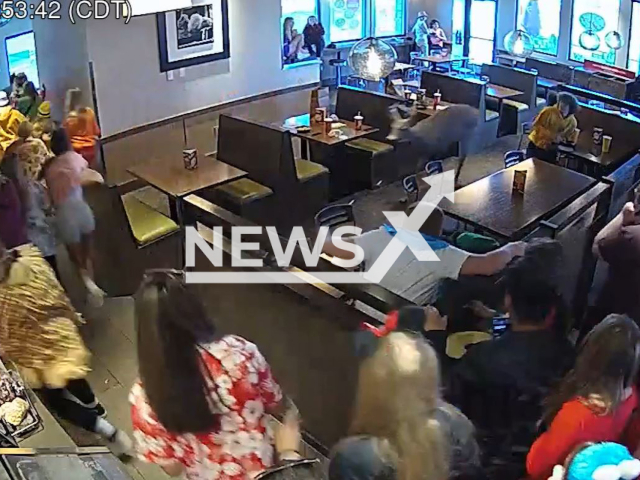 A deer walks trough  a restaurant during a lunch rush,  in Beloit, Wisconsin, USA, on Tuesday, Oct. 24, 2023. The deer left through the back door with  help from a team member. Note: Picture is screenshot from a video. (Noodles and Company/Newsflash)