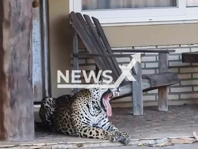 Tourist films couple of jaguars at the Caiman ecological refuge, a luxury resort, in the Pantanal of Mato Grosso do Sul in Brazil, undated. Otavio says that he was returning from a safari, when he came face to face with the two jaguars at the door of his room.  Note: Picture is screenshot from a video. (@otaviomartignago/Newsflash)