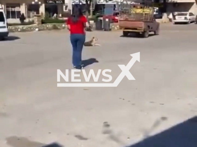 Woman shooting and killing a dog with a rifle on a street in Bekaa, Lebanon. Note: This picture is a screenshot from the video (Newsflash).