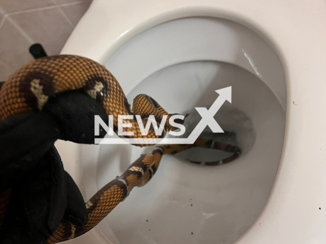 Picture shows the snake that crawled out of a hotel toilet in Vienna's 22nd district, Austria, undated. Tierschutz Austria published a list of recommendations on how to behave if you find a snake in nature, in the garden or even in a toilet. Note: Photo with permission. (Tierschutz Austria/Newsflash)