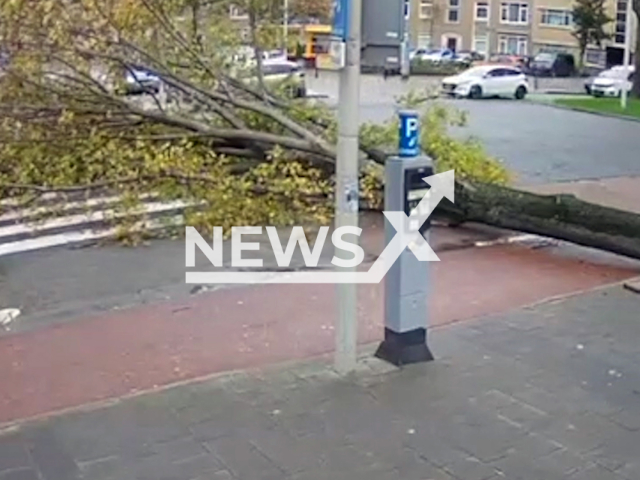 A tree falls on a woman in The Hague, Netherlands, Thursday, Nov. 2, 2023. The woman had to be freed by emergency services and was then given first aid for her injuries.
Note: This picture is a screenshot from the video. (Newsflash)