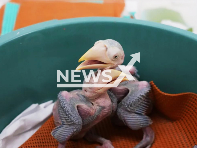 Picture shows some of the five birds, undated. They were born from eggs found hidden in a passenger's bra at the airport, in Foz do Iguacu, Brazil. Note: Private photo (Parque das Aves/Newsflash)